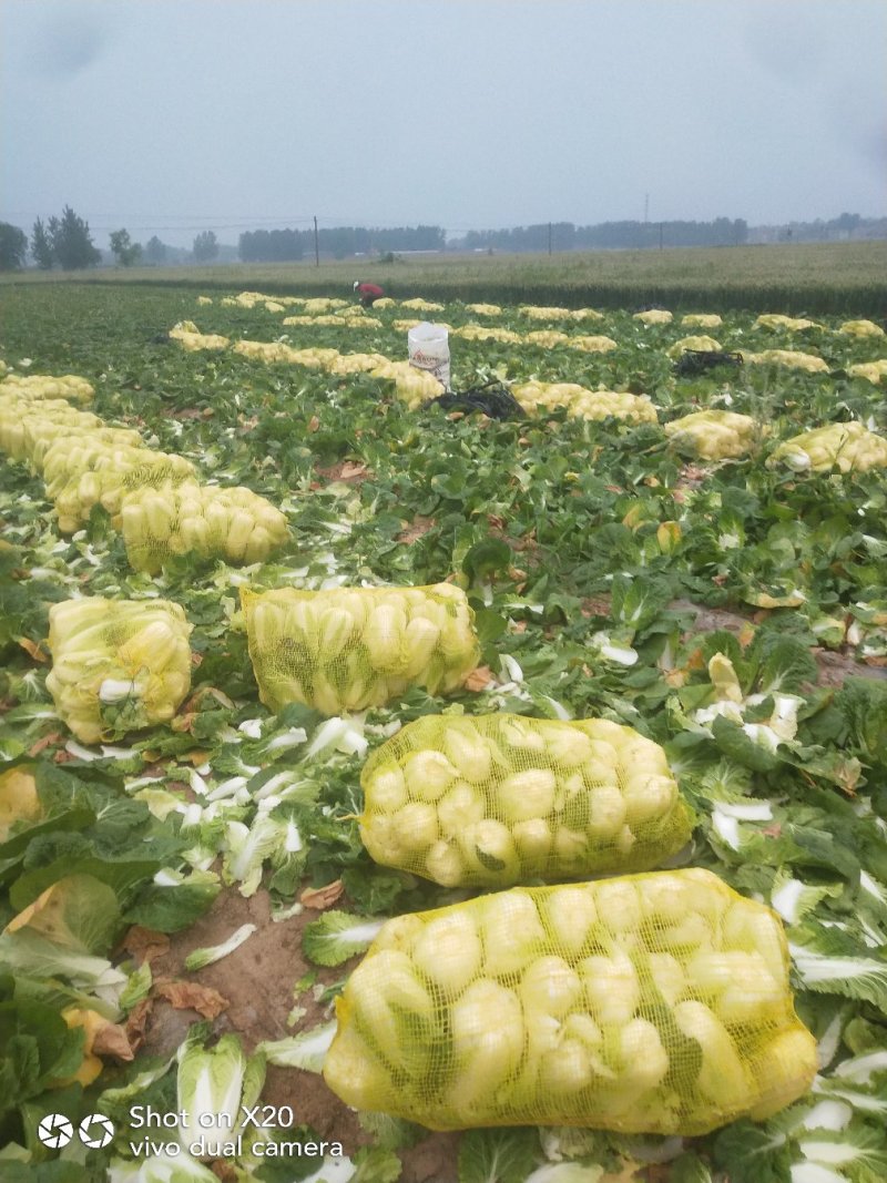 娃娃菜