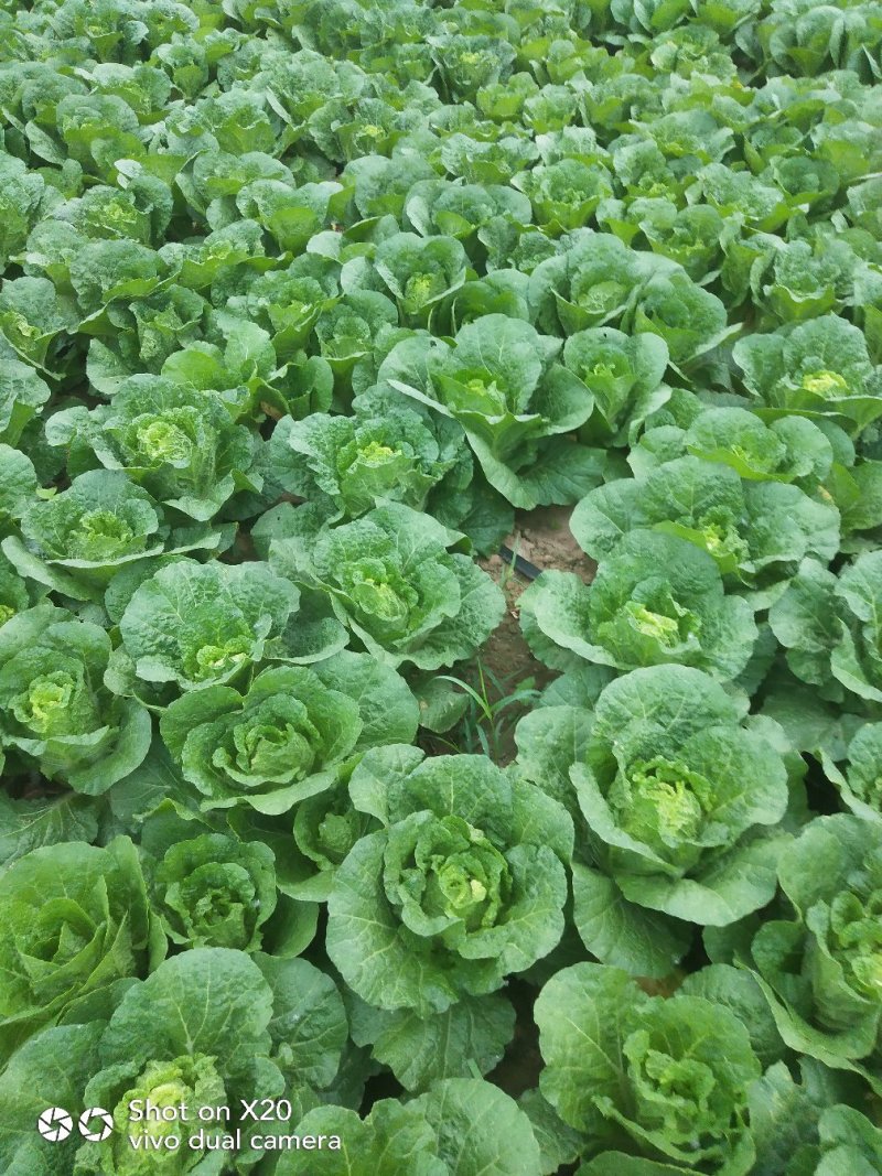 娃娃菜