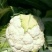 白花菜价格便宜