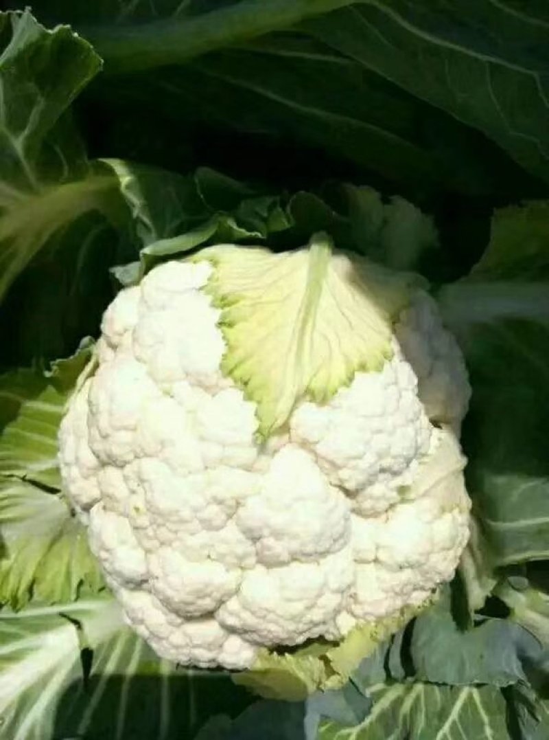白花菜价格便宜