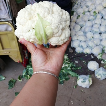 白花菜价格便宜