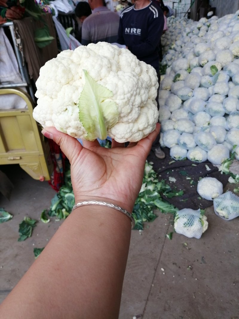 白花菜价格便宜