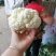 白花菜价格便宜