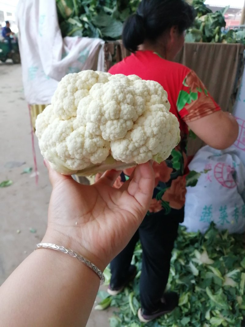 白花菜价格便宜