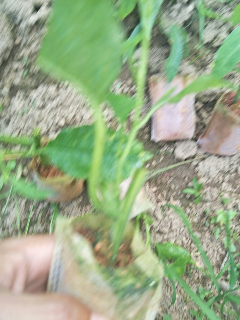香蜜百香果苗