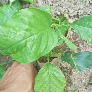 香蜜百香果苗