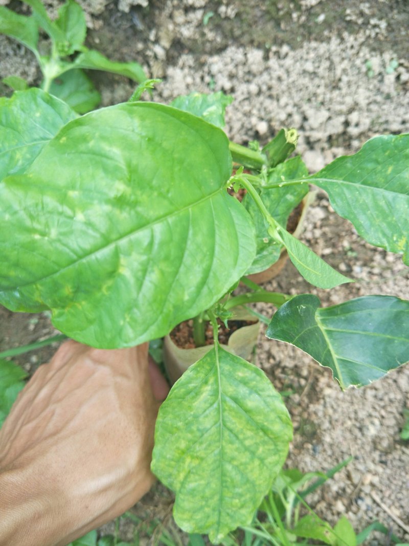 香蜜百香果苗
