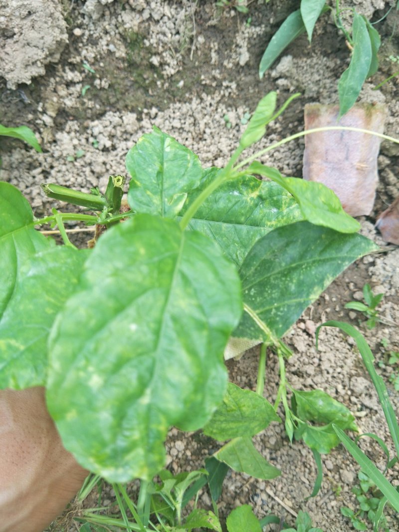 香蜜百香果苗