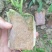 香蜜百香果苗