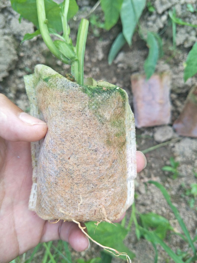 香蜜百香果苗