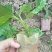 香蜜百香果苗
