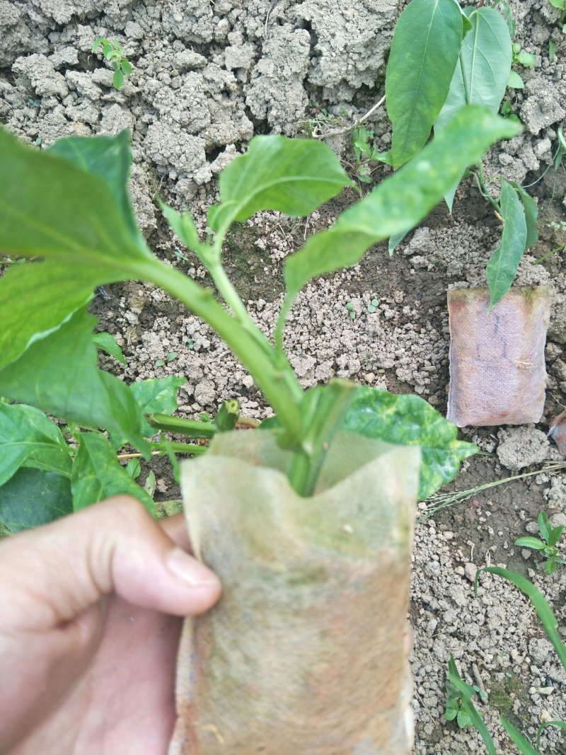 香蜜百香果苗