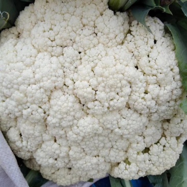 有机花菜品质保证价格公道量大从优视频看货