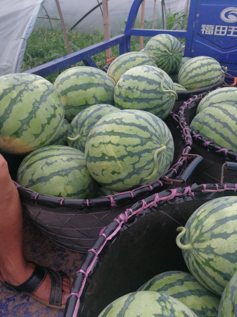 美都西瓜，大棚西瓜，口感好甜度高