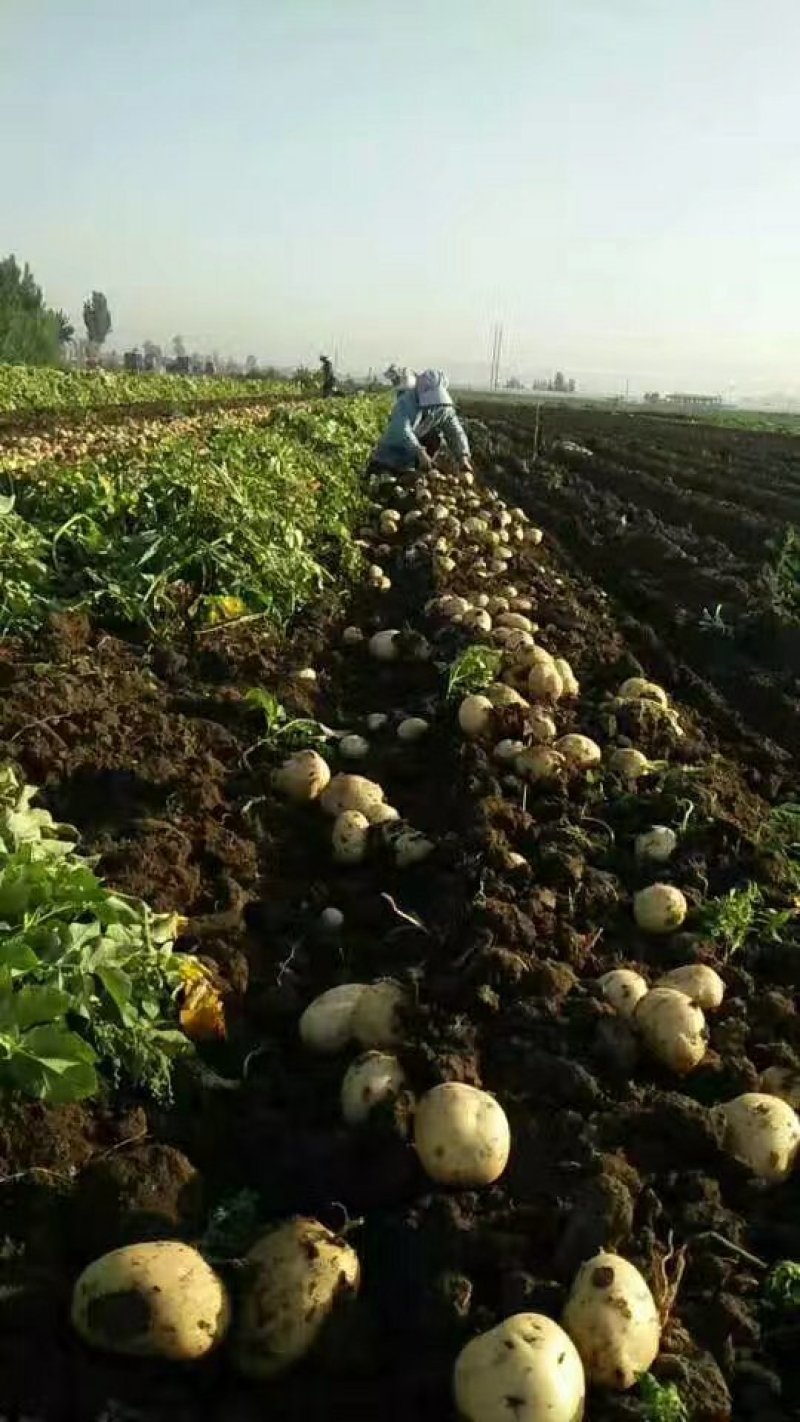 荷兰土豆儿早大白土豆。