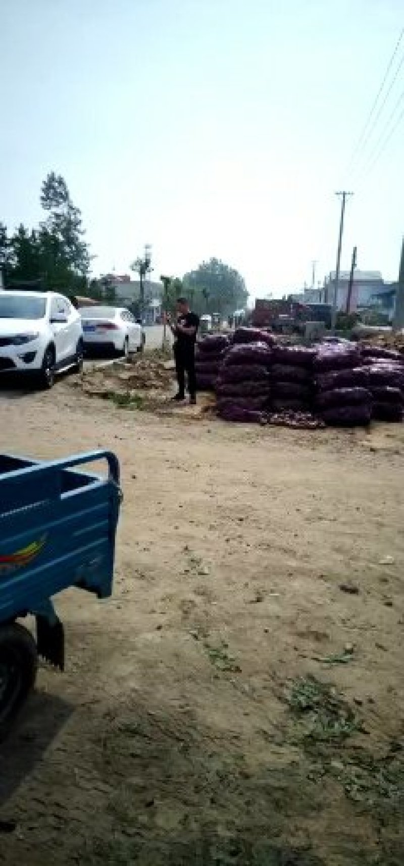 红皮洋葱大量上市