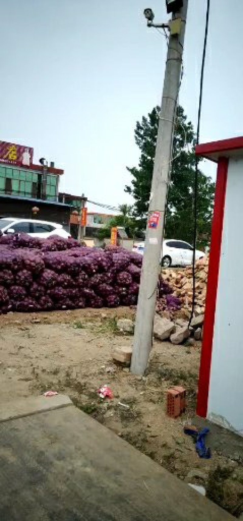 红皮洋葱大量上市
