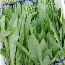 山东曹县油麦菜常年供应代收代发！对接批发全国