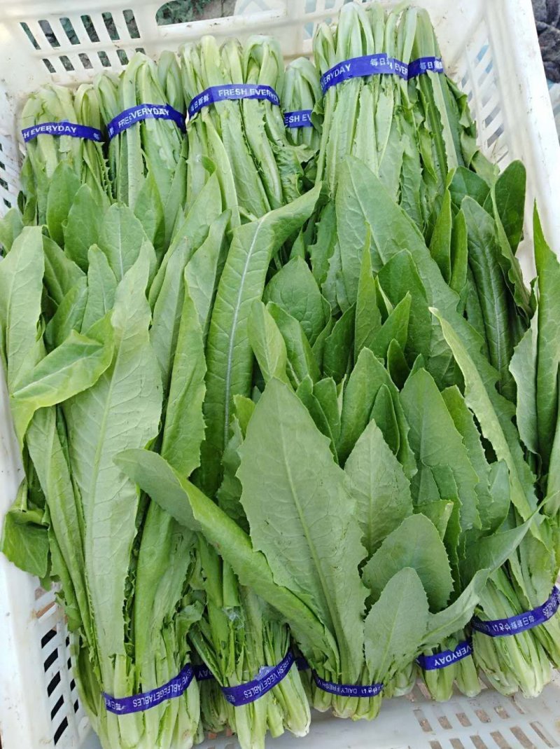 山东曹县油麦菜常年供应代收代发！对接批发全国