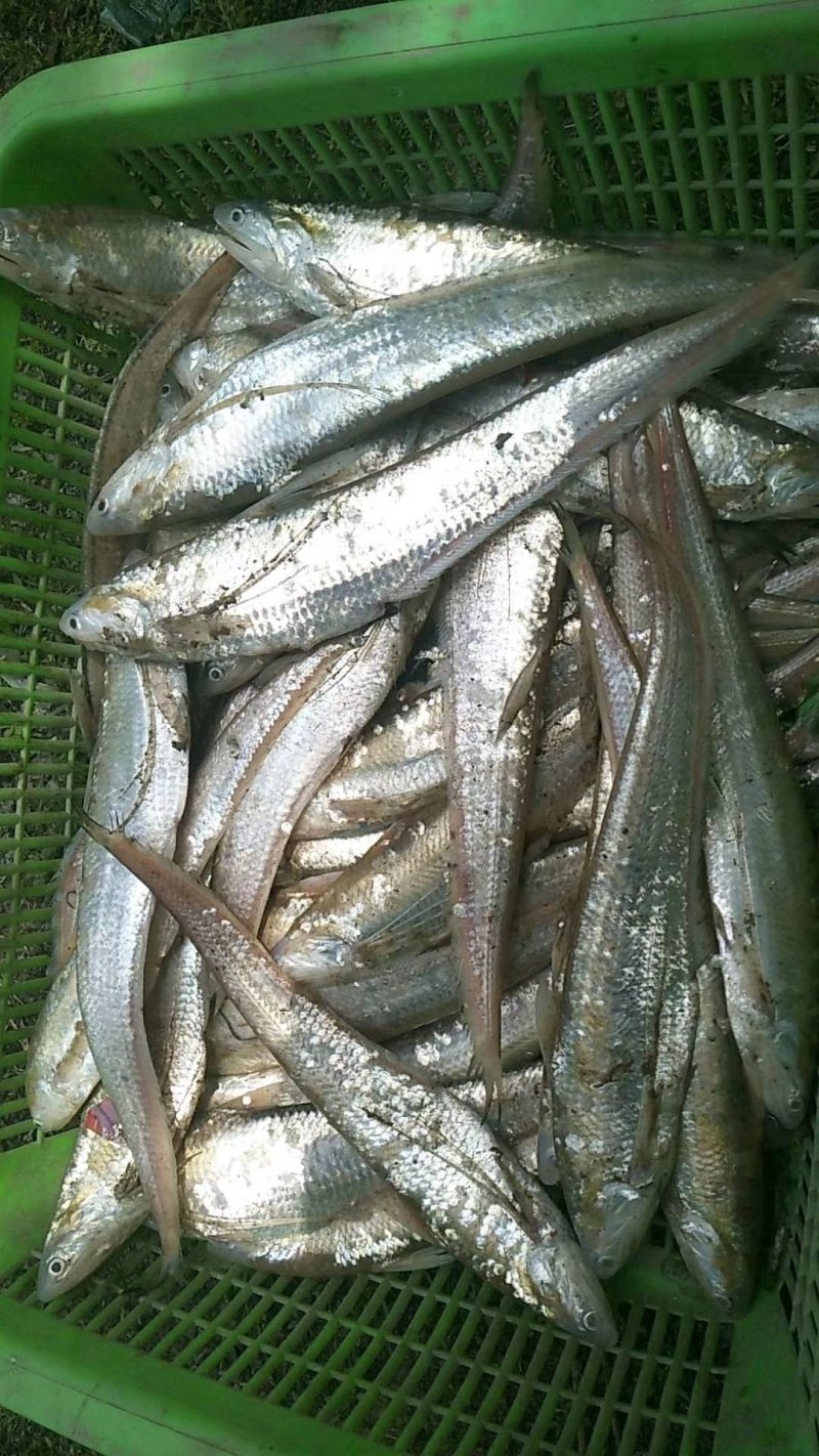鲜刀鱼
