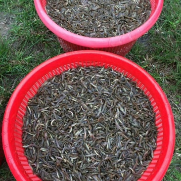 泥鳅苗，台湾泥鳅，本地泥鳅。基地直供，货量充足