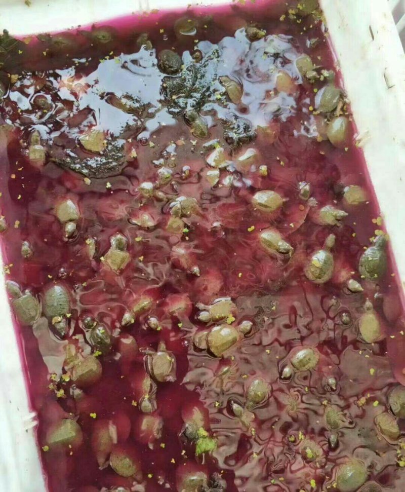 甲鱼苗