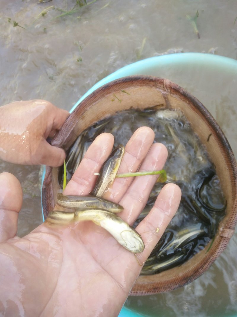 南方大口鲶鱼苗，胡子鲶苗，规格齐全，保质保量