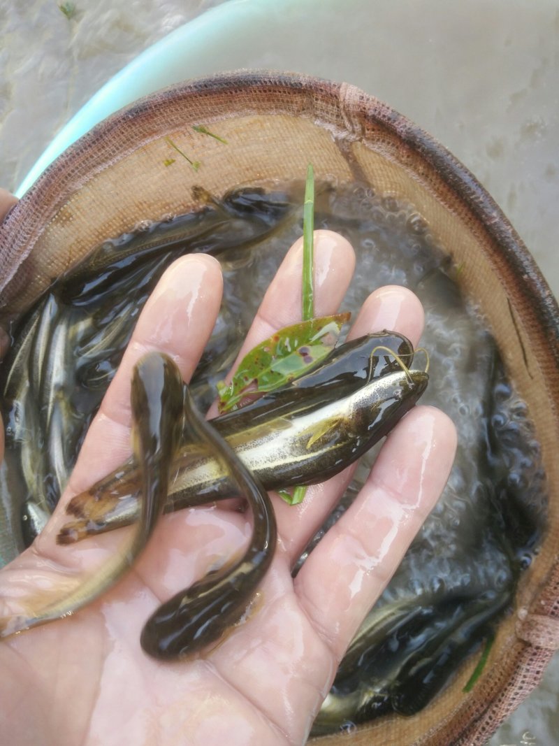 南方大口鲶鱼苗，胡子鲶苗，规格齐全，保质保量