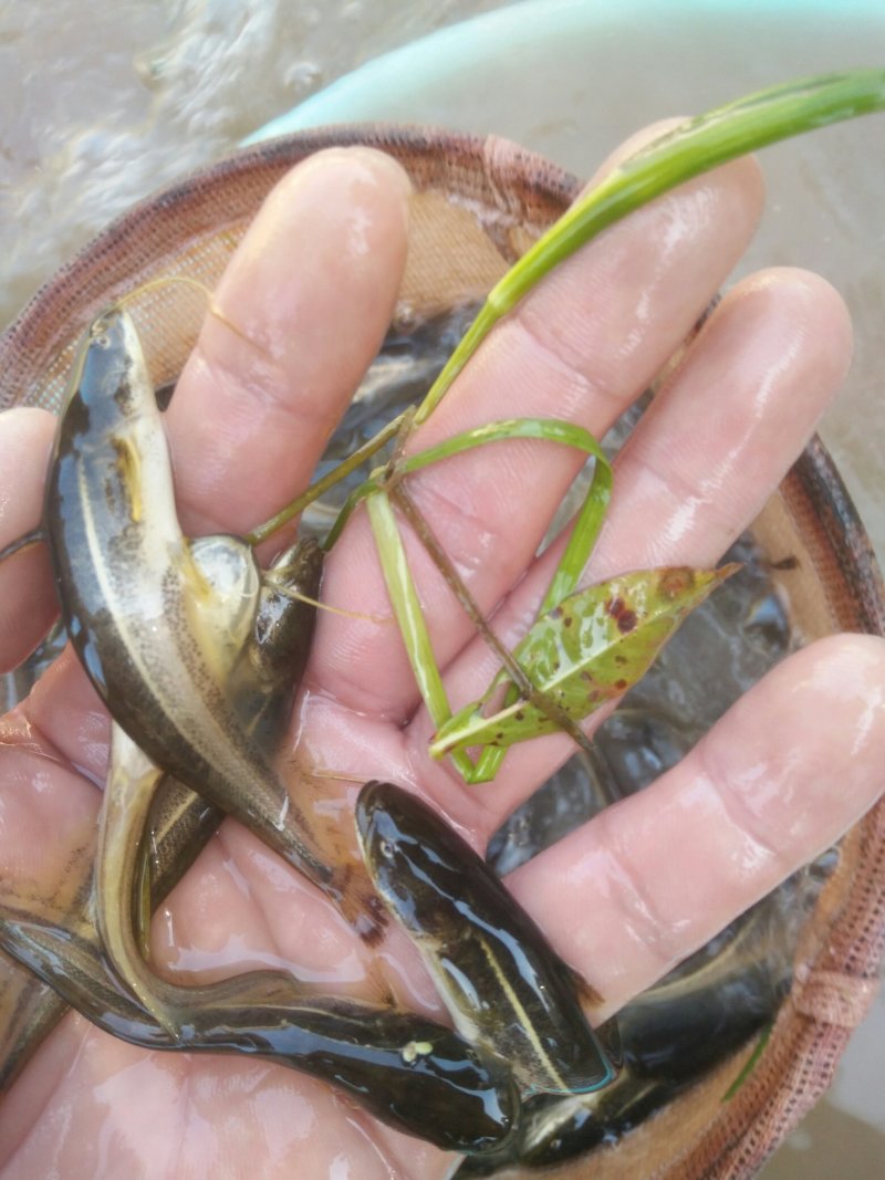 南方大口鲶鱼苗，胡子鲶苗，规格齐全，保质保量