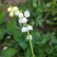 铃兰铃兰花芽电商款大量供应