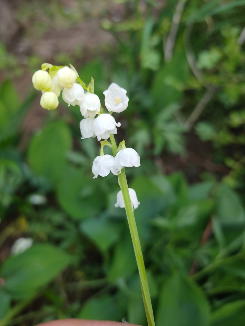 铃兰铃兰花芽电商款大量供应
