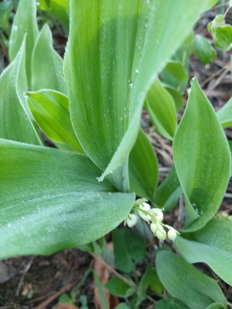 铃兰铃兰花芽电商款大量供应