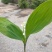 铃兰铃兰花芽电商款大量供应
