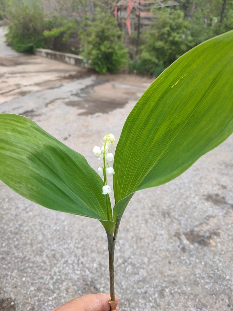 铃兰铃兰花芽电商款大量供应