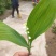 铃兰铃兰花芽电商款大量供应