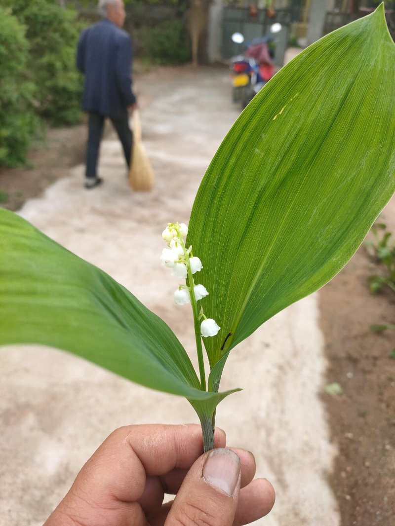 铃兰铃兰花芽电商款大量供应