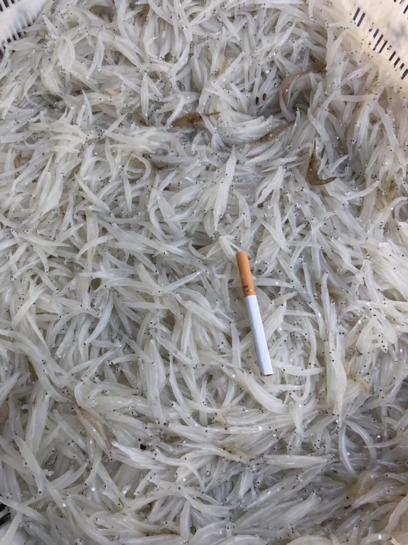 银鱼鲜货3---5