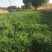 甘肃头苜蓿草紫花玉门牧草西域胜陇源草业苜蓿干度干叶片多