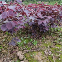 红继木花苗