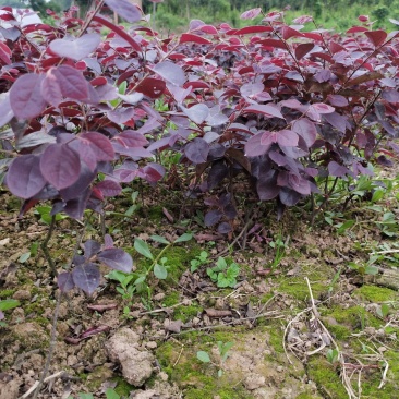 红继木花苗