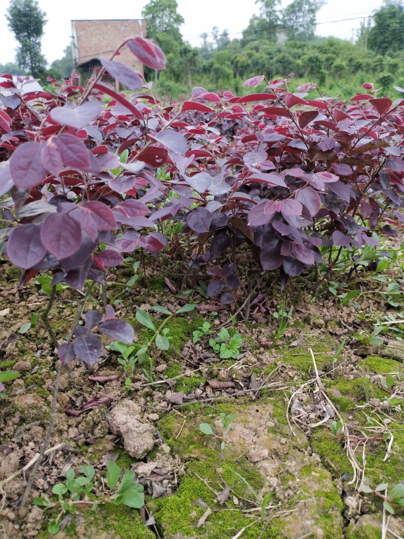红继木花苗