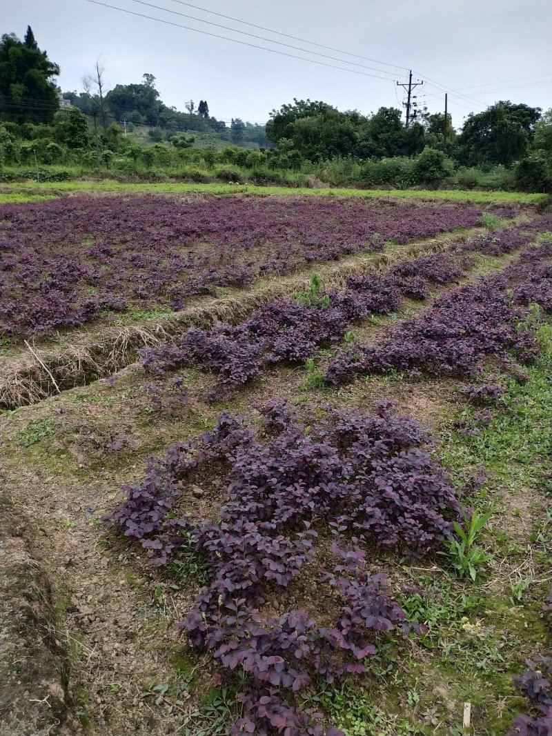 红继木花苗