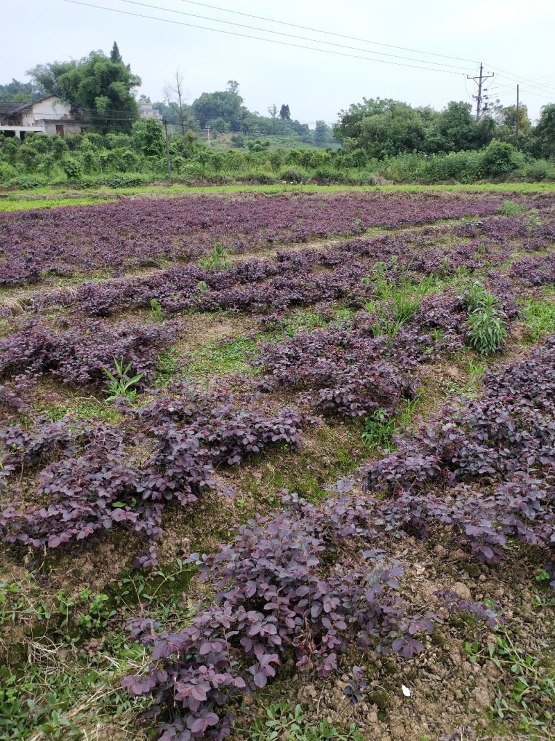 红继木花苗