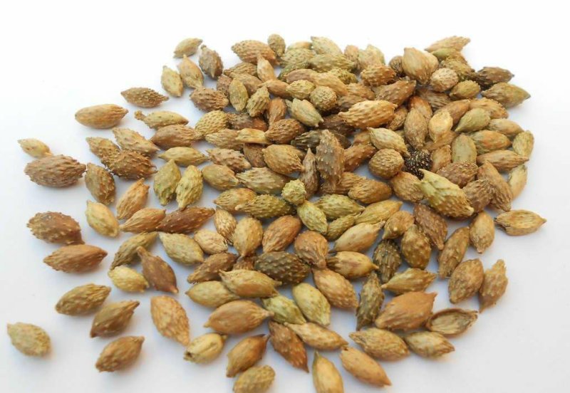 苍耳子，经营上千多种药材