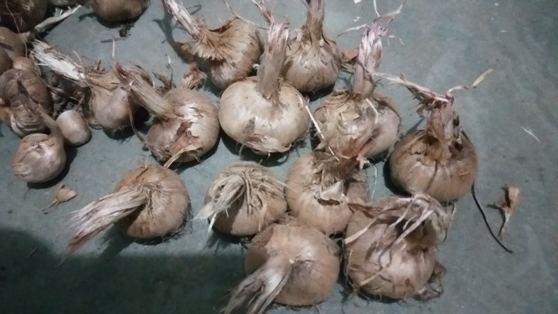 2025产新藏红花种球