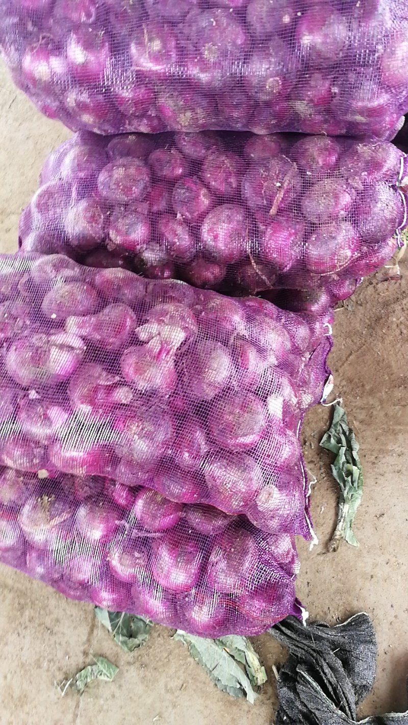 山东洋葱紫皮洋葱八公分以上质量有保证长年有货