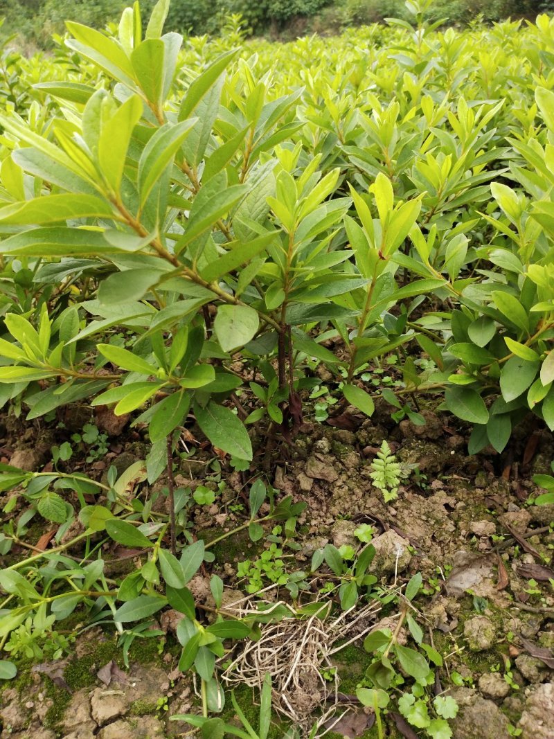 春鹃苗