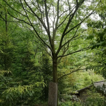 朴树大量出售中各种规格齐全基地供应价格实惠