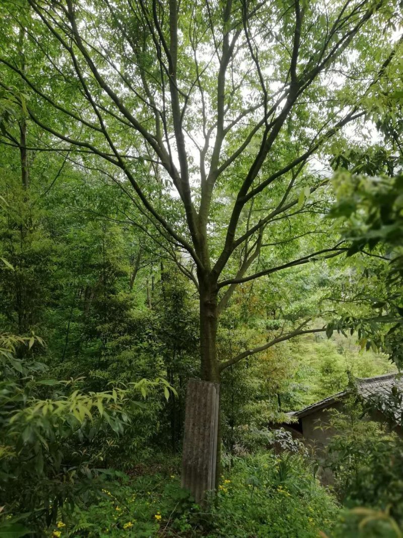 朴树大量出售中各种规格齐全基地供应价格实惠