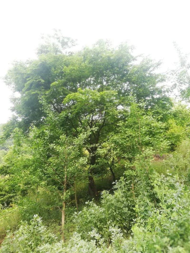 朴树大量出售中各种规格齐全基地供应价格实惠